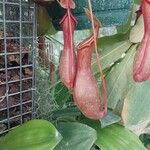 Nepenthes alata Flor