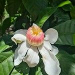 Gustavia augusta 花