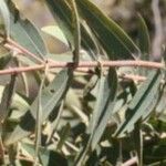 Angophora melanoxylon Лист