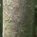 Lecythis persistens Kabuk