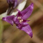 Allium acuminatum Цвят