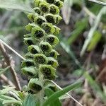 Ambrosia psilostachya Fruit