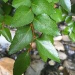 Nothofagus nitida अन्य