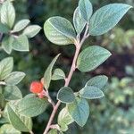 Cotoneaster pannosus Leaf