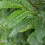 Salix appendiculata Foglia