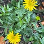 Buphthalmum salicifolium Flor