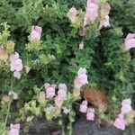 Antirrhinum hispanicum Цветок