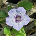 Nolana humifusa Flower