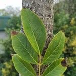 Fraxinus ornusLehti