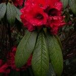 Rhododendron argipeplum Flor