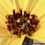 Helianthus niveus Fleur