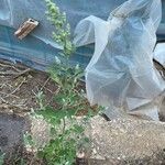 Chenopodium opulifolium Leaf