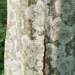 Carpinus caroliniana Bark