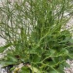 Limonium carolinianum Flower