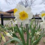 Narcissus × incomparabilis Květ