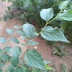 Celtis africana Folio