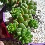 Sedum oreganum Ліст