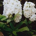 Matthiola incana आदत