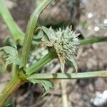 Eryngium nudicaule Cvet