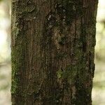 Eschweilera congestiflora Corteza
