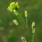 Camelina microcarpa Květ