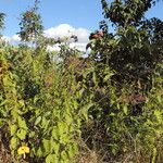 Hibiscus shirensis Habit