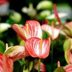 Anthurium scherzerianum Цвят