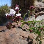 Stevia chamaedrys Flower