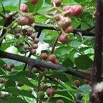 Zanthoxylum piperitum Fruit