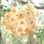 Hoya nicholsoniae