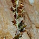 Artemisia genipi Fruit