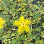 Nymphoides thunbergiana 花