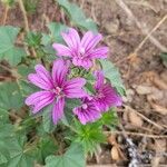 Malva setigeraFloare