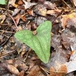 Hexastylis arifolia Lehti