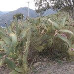 Opuntia engelmannii Corteccia