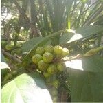 Ficus hispida Fruit