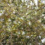 Maerua crassifolia Otro