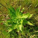 Oenothera biennisLeaf