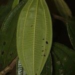 Miconia tschudyoides 葉