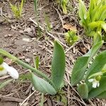 Galanthus elwesii 葉