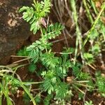 Indigofera brevicalyx Leaf