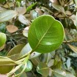 Sideroxylon borbonicum Yaprak