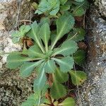 Saxifraga cuneifolia Лист