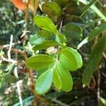 Uromyrtus emarginata Leaf