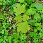 Acer spicatum Leaf