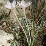 Crocus cambessedesii Характер