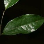 Oxandra asbeckii Hoja