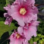 Alcea setosaFlower