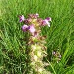 Pedicularis palustris മറ്റ്