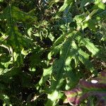 Echinops bannaticus Leaf